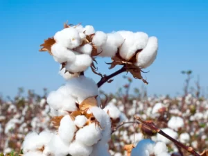 Better Color Performance