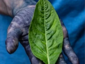 Make Denim a Sustainable Fabric