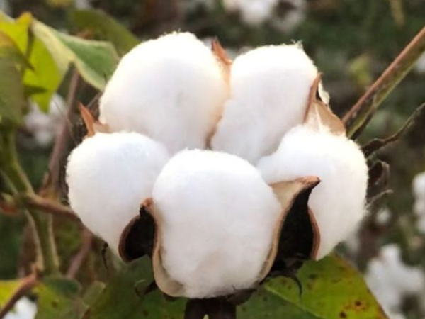 Ventajas del Algodón de Xinjiang en China