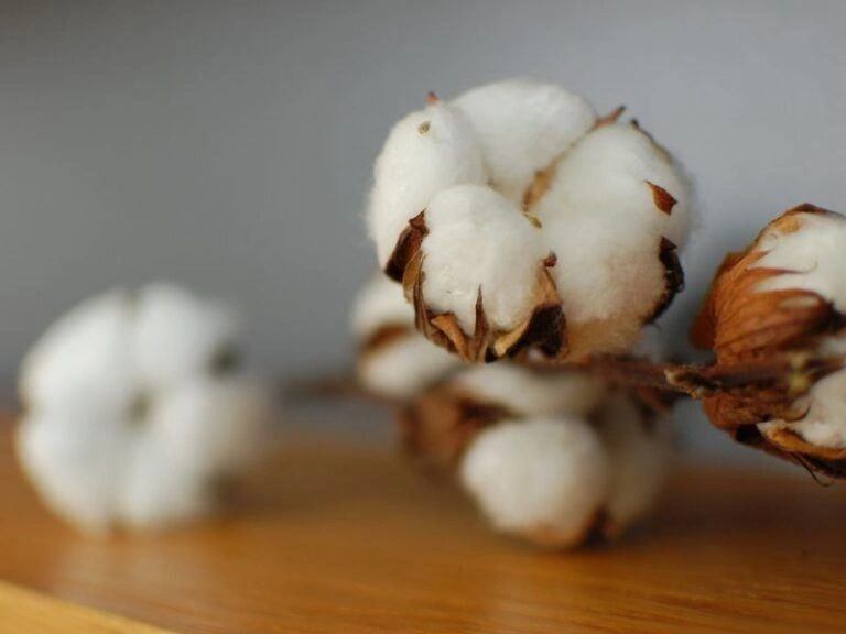 Denim fabric -Cotton cultivation